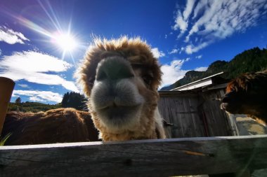 Alpaka/Lama mit Sonne | © Theresa Schrötter